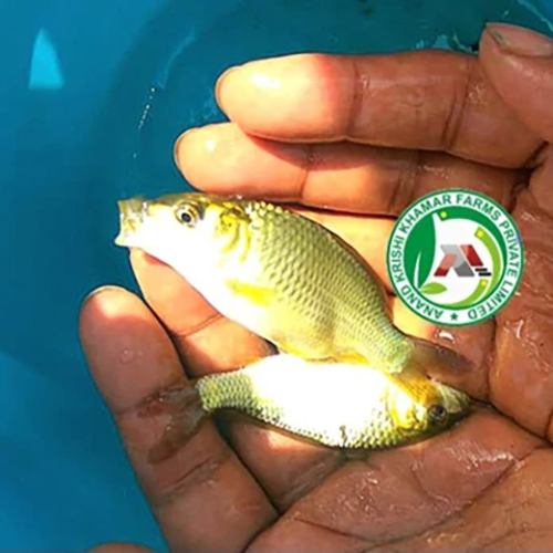 Common Carp Cyprinus Carpio Fish Seeds