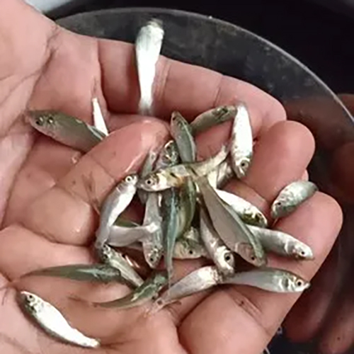 Rohu Fish Seed