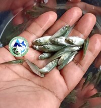 Rohu Fish Seed - Color: Light Blue To Silver