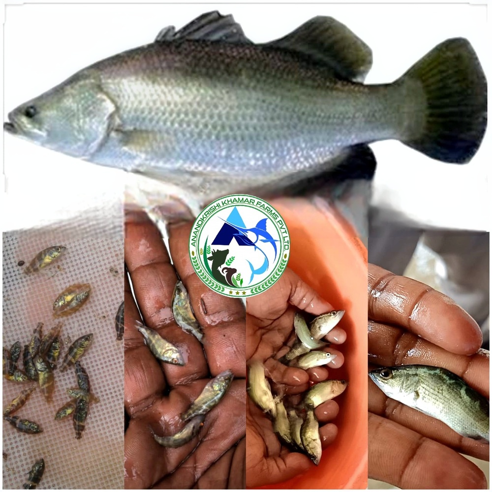 Sea Bass Fish Seed