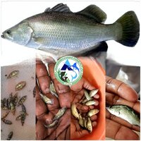 Sea Bass Fish Seed - Fish Seed 1 Inch | Light Black With Silver Color, Fast Growth Rate, Ideal For Commercial Fish Farming