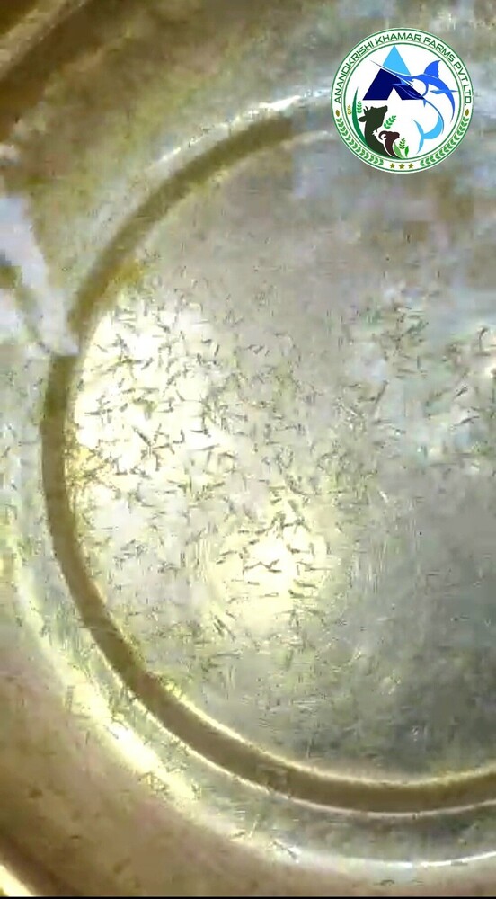 Imc Major Carp Spawn Jira Fish Seeds - Color: Light Blue To Silver