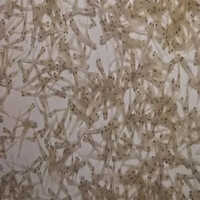 Imc Major Carp Spawn Jira Fish Seeds - Color: Light Blue To Silver