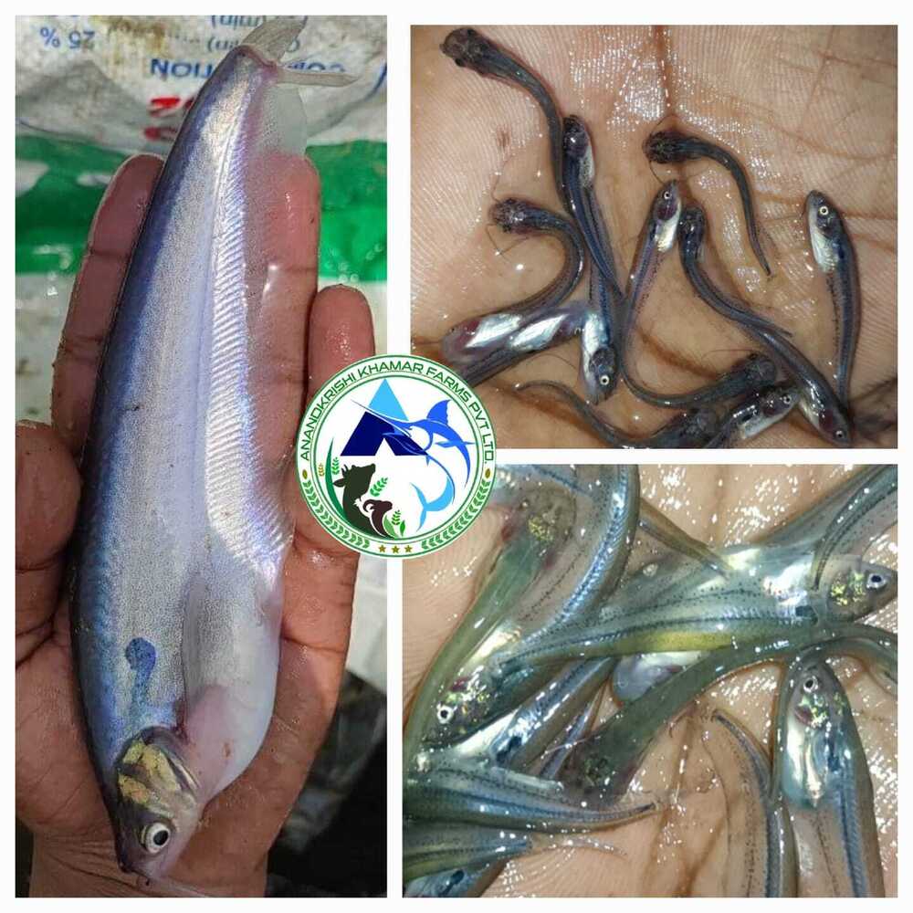 Pabda Fish Seed