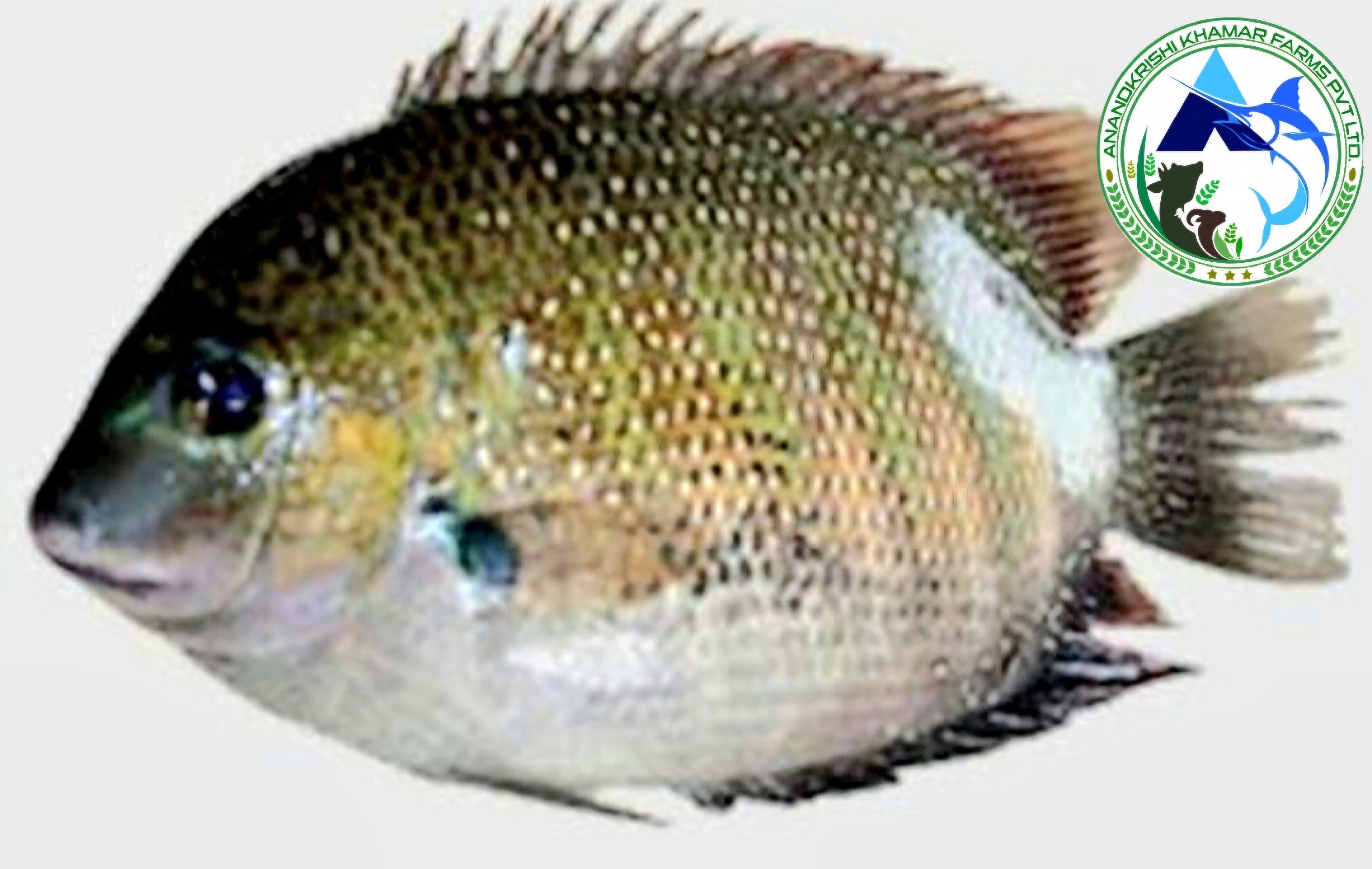 Pearl Spot Karimeen Fish Seeds