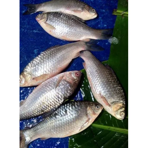 Puntius Sarana Sarputi Fish Seed - Color: Redish Black