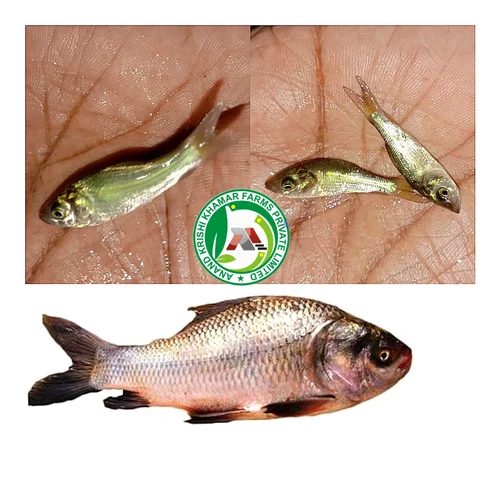 Natural Catla Fish Seeds