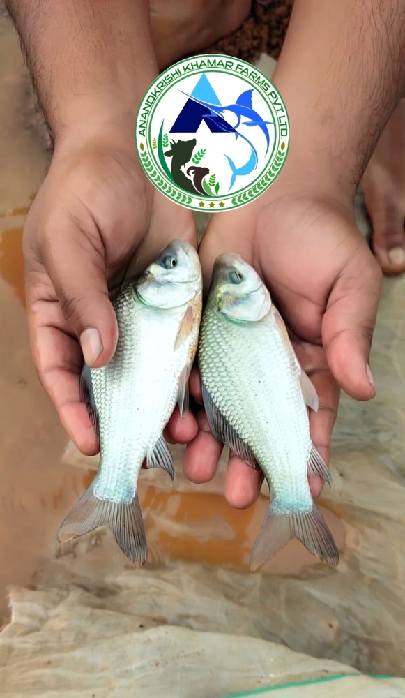 Natural Catla Fish Seeds - Color: Redish Black