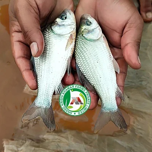 Indian Catla Fish Seeds