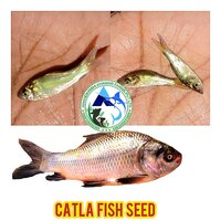 Indian Catla Fish Seeds - Color: Redish Black