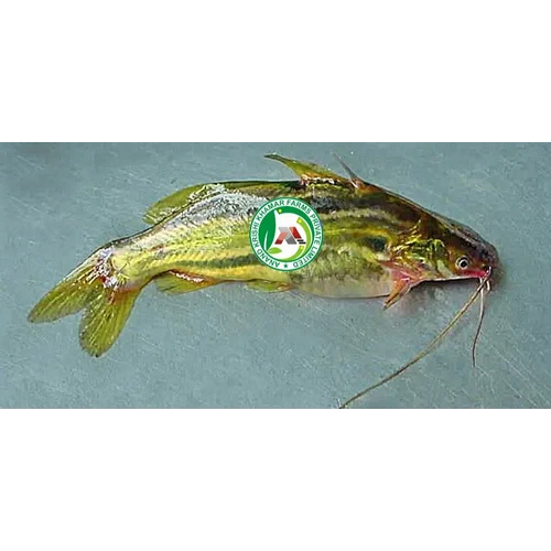 Desi Tengra Seed