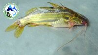 Desi Tengra Seed - 1 Inch, Reddish Black Color, Fast Growth Rate | Sustainable Aquaculture Solution For Carnivorous Fish Enthusiasts