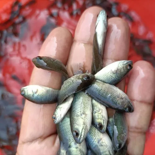 Anabas Vietnam Koi Seed
