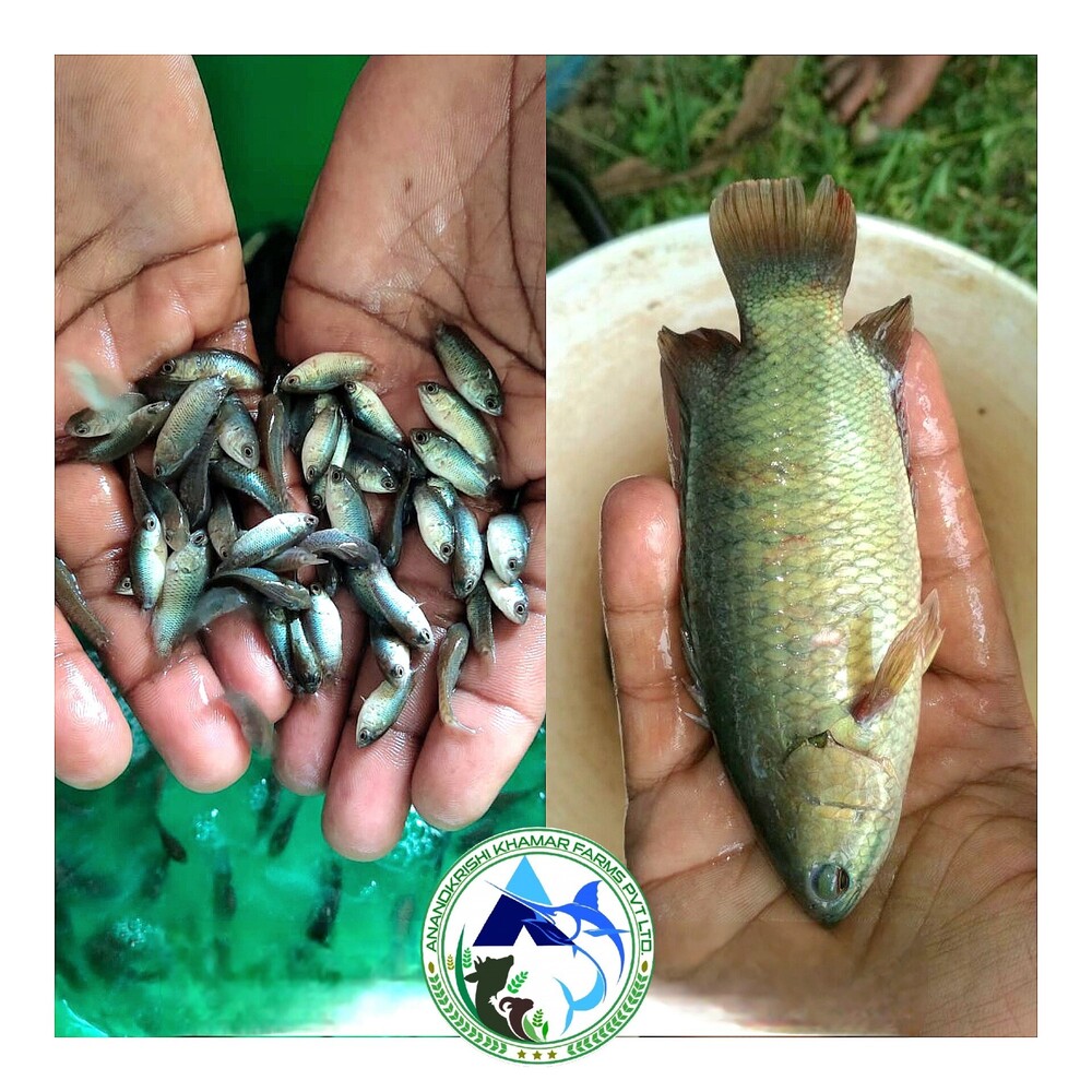 Anabas Vietnam Koi Seed - Color: Light Blue To Silver