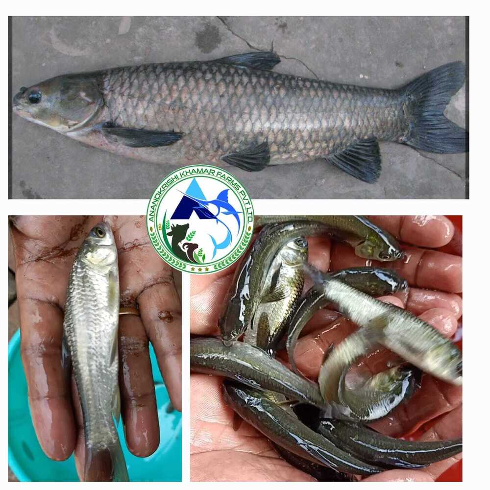 Black Carp Fish Seed - Color: Blackish White