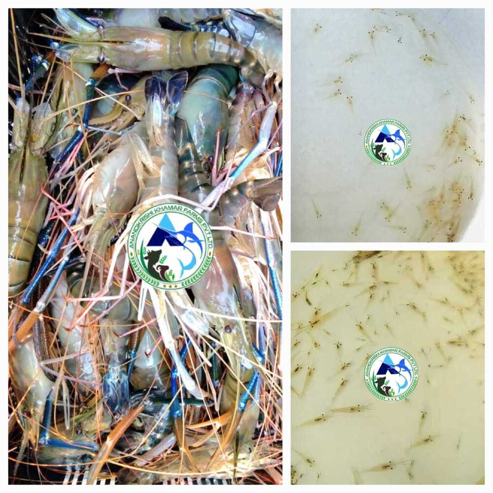 Scampi Fish Seed
