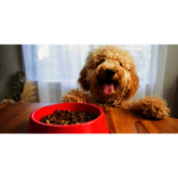 Adult Dog food Kibbles for Export