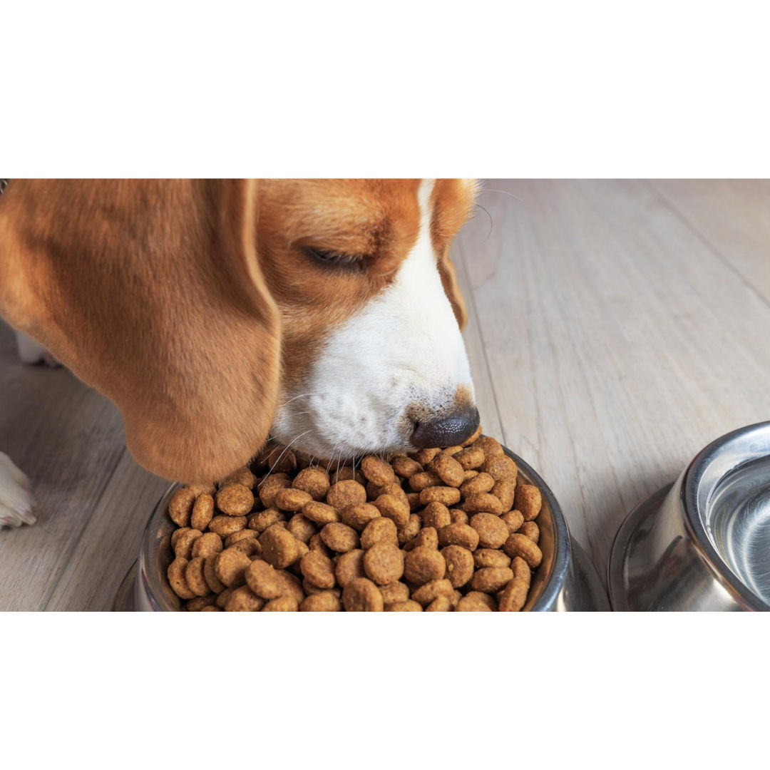 Adult Dog food Kibbles for Export