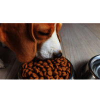 Adult Dog food Kibbles for Export