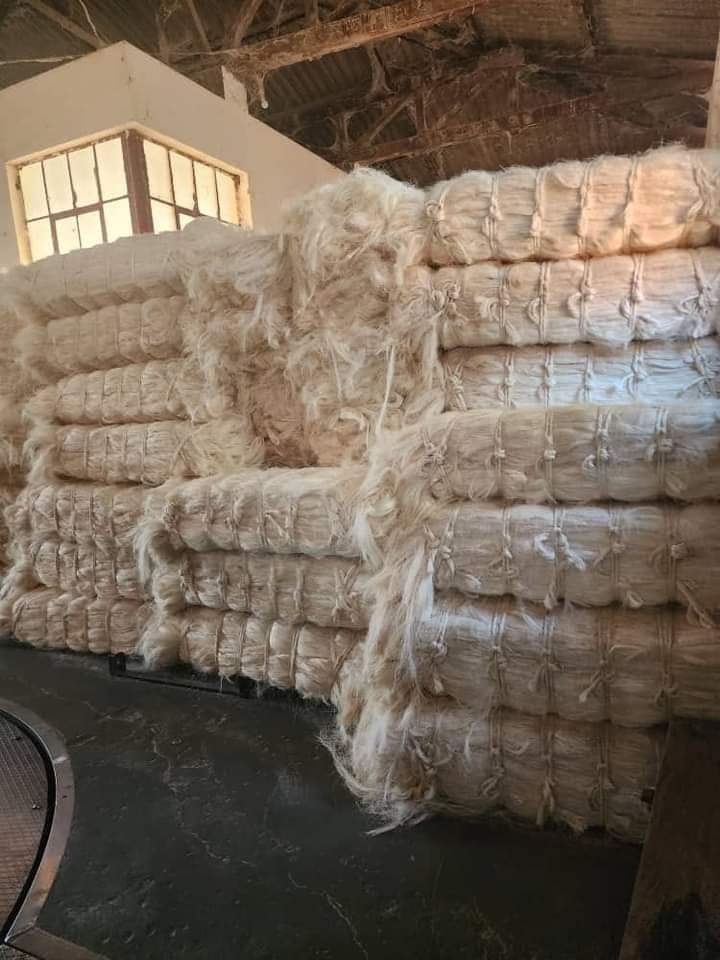 Sisal Fiber