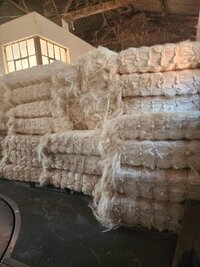Sisal Fiber