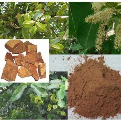 Terminalia Arjuna (Tannins Arjunic Acid) - Physical Form: Churan & Powder