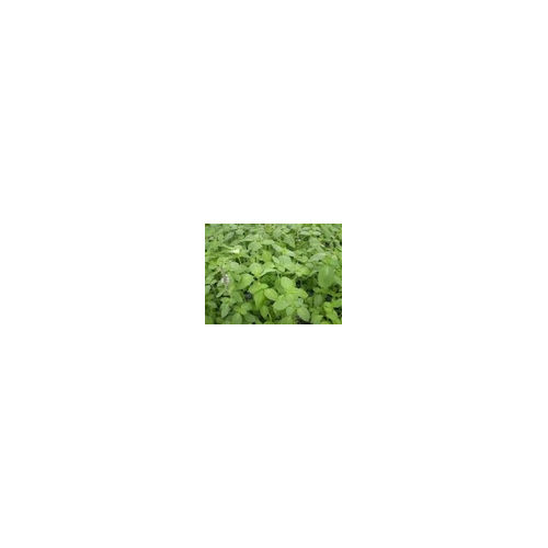 Ocimum Sanctum (Ursolic Acid) - Product Type: Herbal Extract