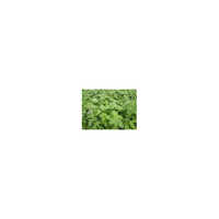 Ocimum Sanctum (Ursolic Acid)