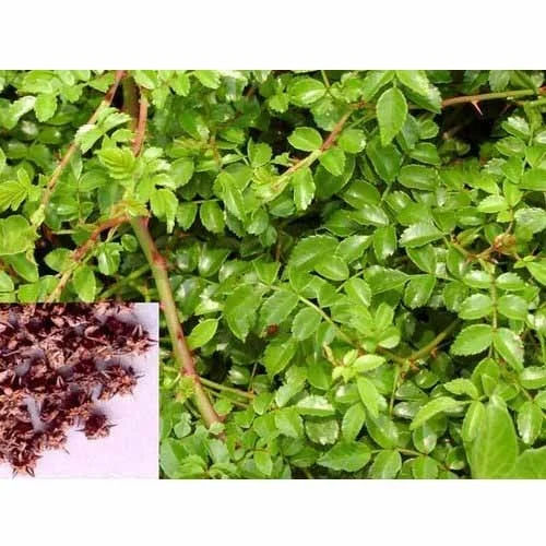 Tribulus Terrestris Extract (Saponins) - Storage Instructions: Dry And Cool Place