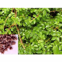 Tribulus Terrestris Extract (Saponins)