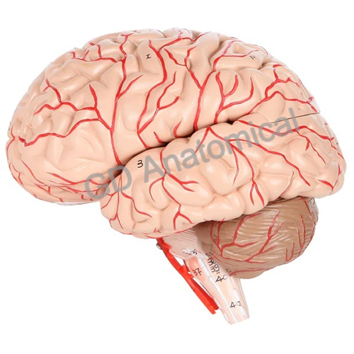 8-Part Deluxe Human Brain Anatomy Model With Arteries