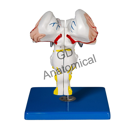 Brainstem Model - Color: Natural