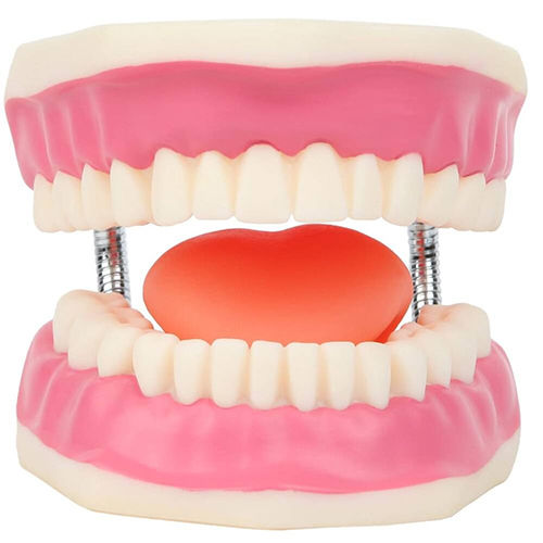 Full Dental Model - Color: Natural