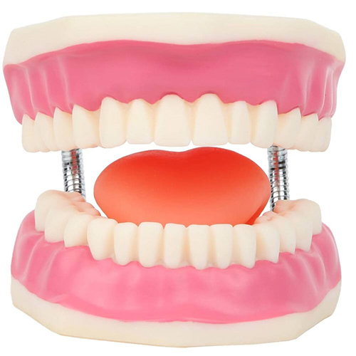 Full Dental Model