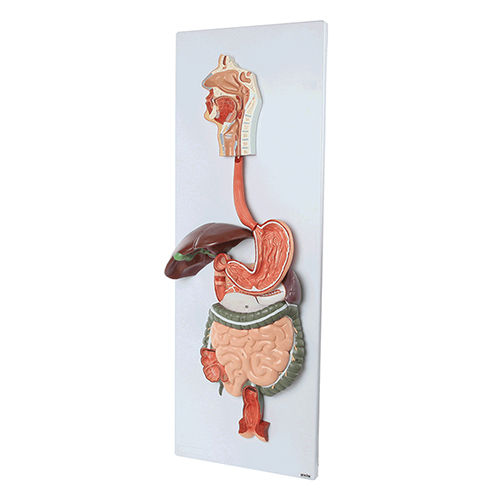 Digestive System Model - Color: Natural