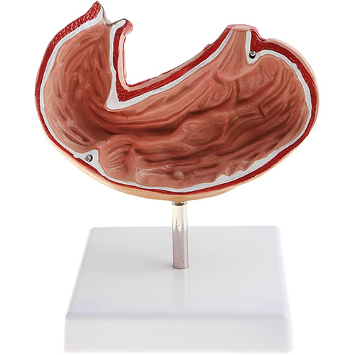 Human Stomach Anatomy Model