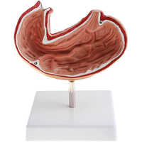 Human Stomach Anatomy Model