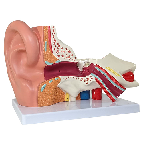 Ear Anatomical Model