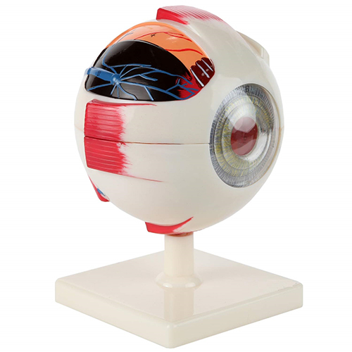 Eye Anatomical Model