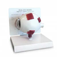 Full Eye Model - High-quality Eye Model Material, Natural Color, Standard Style | Ideal Educational Tool For Adult Ophthalmology Learners