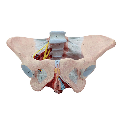 Female Pelvic Floor With Muscles-Ligaments And Nerves Anatomy Model