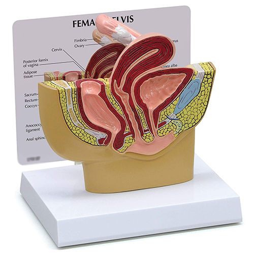 Female Pelvis Model - Color: Natural