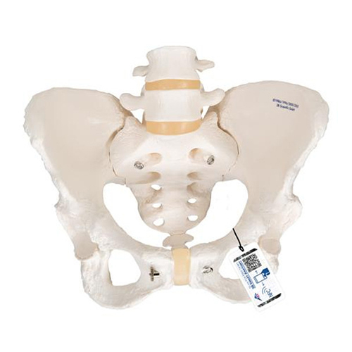 Female Pelvis Set - Fixed And Articulating Anatomy Models