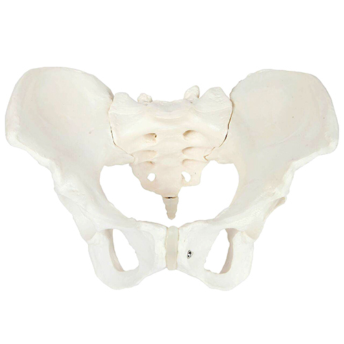 Female Skeletal Pelvis