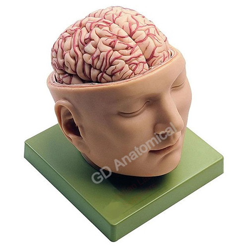 Brain With Arteries On Head Model