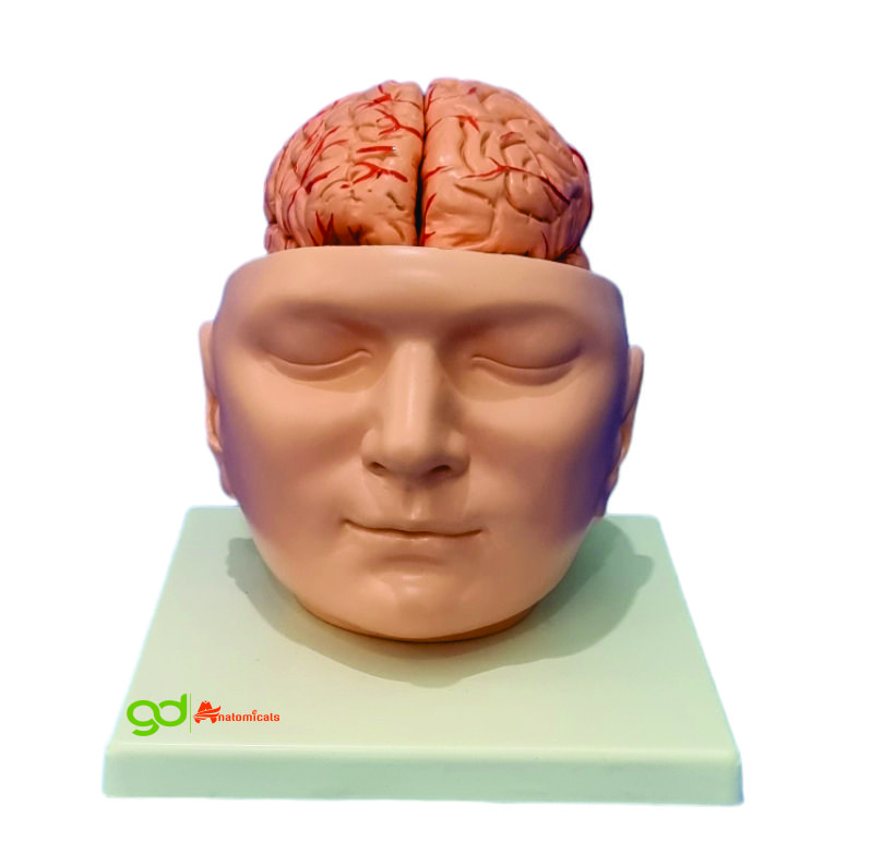 Brain With Arteries On Head Model - Color: Natural