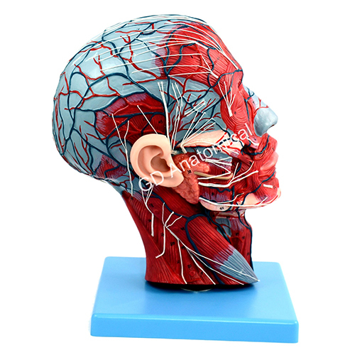 Half Head Model With Nerves And Vessels