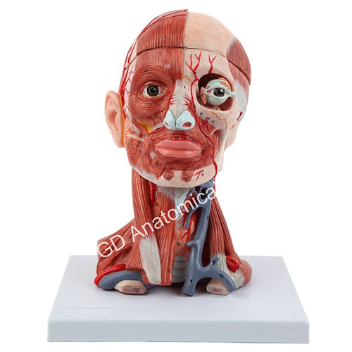 Head-Brain And Neck With Muscles Model - Color: Natural