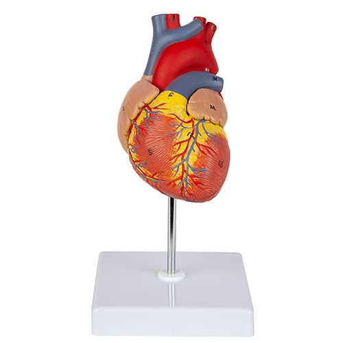 2-Part Life Size Human Heart - Color: Natural