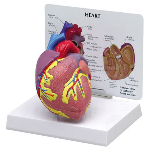 Human Heart Model - Color: Natural